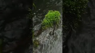 Thumbnail: Let Go with Natural Flowing Water Sounds