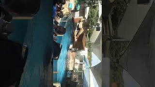 Thumbnail: I am watching the Seal Show At Taronga Zoo Sydney #tarongazoo #sealion