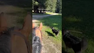 Thumbnail: When herding dogs are owned by horse trainers #australianshepherd #cuteanimals #horses