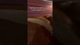 Thumbnail: Clipping My Horse #horse #satisfying