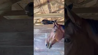 Thumbnail: Jealous horses #horse