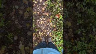 Thumbnail: Nothing calms you as much as a rainy day in the forest 😍💚 #forest