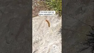 Thumbnail: Apparently caterpillars like to live life on the edge - v exposed🐛 #hiking #scotland #thehighlands