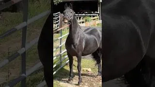 Thumbnail: Friesian Horse Curling Upper Lip #shorts