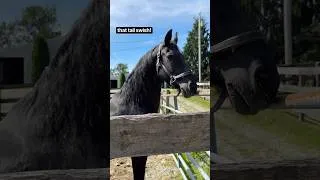 Thumbnail: Friesian Horse Swishing His Tail #shorts