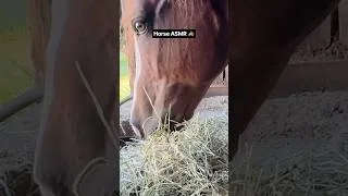 Thumbnail: Horse Eating ASMR #shorts