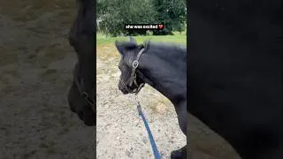 Thumbnail: Shetland Pony Rosie Walking To Paddock ❤️ #shorts