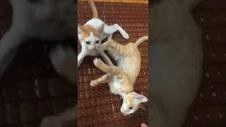 Thumbnail: mèo con nghịch ngợm
