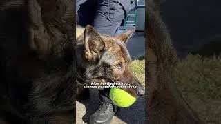 Thumbnail: K9 Candy’s Final Walkout 💔 #PoliceK9 #K9Candy #respect
