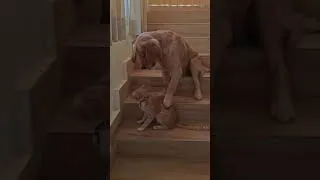 Thumbnail: 🐾 Golden retriever with his loved once 🐾