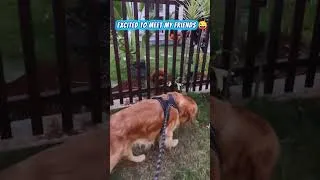 Thumbnail: 🐶 POV: I Heard the Word "Walk!"... Then I Met My Besties! ❤️🐾