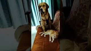 Thumbnail: #🐶 Dog Tricks Cat Into Leaving the Sofa! 😂🐱 | Funny Cat & Dog Moments