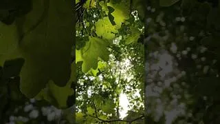 Thumbnail: ✨Accessing the Plant Kingdom✨