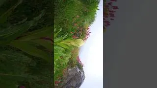 Thumbnail: Valley of Flowers National Park , Uttarakhand ❤️ #mountains #valleyofflower