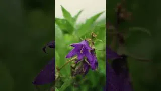 Thumbnail: Valley of Flowers , Uttarakhand