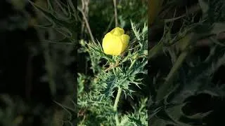 Thumbnail: soft piano music with beautiful yellow flower #softpianomusic #beautiful #yellow #beautifulnature