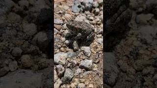Thumbnail: Baby Toad (It's Unharmed, I Swear)