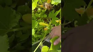 Thumbnail: Garden update
