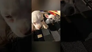 Thumbnail: #cute #puppy #rescue after being left abandoned!