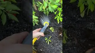 Thumbnail: #gardening #firstgarden #homegrown