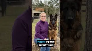 Thumbnail: Puppy Socialization Mistakes That Create Future Problems