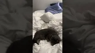 Thumbnail: Kitty helping me make my bed?! 🤣🐱🛏️#shorts #short #shortvideo #shortsfeed #cat #love #pets #fyp