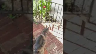 Thumbnail: Fun in the sun! 🐱🐶🌞#fyp #foryou  #funny #cat #dog #pets #love # happy #shorts #shortvideo #short