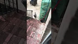 Thumbnail: It’s too wet! 🐱⚡️⛈️#cat #pets #foryou #fyp #funny #shorts #shortvideo #short #shortsfeed #food