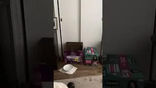 Thumbnail: Kitty has become invisible! 🫥🐱🤣👻#fyp #cat #pets #short #shorts #shortvideo #shortsfeed #funny