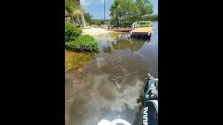 Thumbnail: Tempting… parrot fish in the backyard