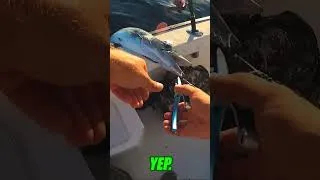 Thumbnail: Barracuda BROKE MY ROD!