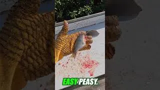 Thumbnail: are descalers worth it?