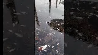 Thumbnail: fish are dying in florida!