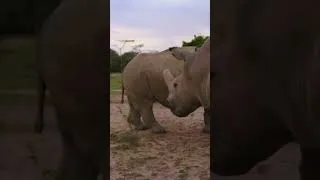 Thumbnail: Rhino Massacre: Brutal Poaching Crisis!