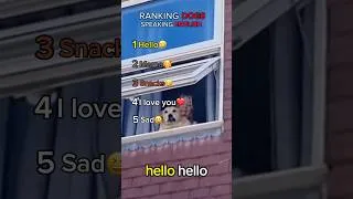 Thumbnail: Best Ranking Funny Speaking English Dogs🤣🤣 #shorts