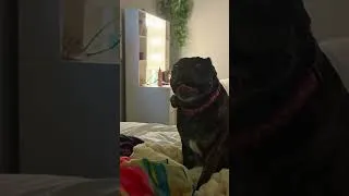 Thumbnail: My Panther😂 ahh no its my dog🤣#shorts