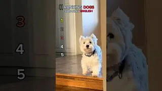 Thumbnail: Ranking Dogs Speaking English😱🤣 you never believe it’s😱😳 #shorts