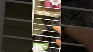 Thumbnail: Another Winry Video #cat #cats #catshorts #catvideos