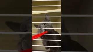 Thumbnail: I met Winry #cat #cats #catvideos #catshorts
