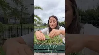 Thumbnail: Why I Trim My Onion Seedlings ✂️🧅