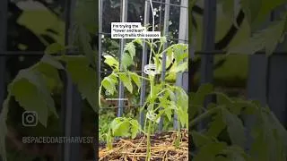 Thumbnail: Sneak Peek: My Lower & Lean Tomato Trellis 🍅