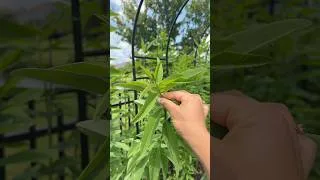 Thumbnail: The sunn hemp cover crop is ready, but I’m not! #covercrops