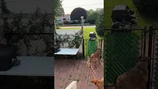 Thumbnail: Desi Howls to Welcome the Ice Cream Truck