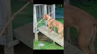 Thumbnail: Desi, The Thwarted