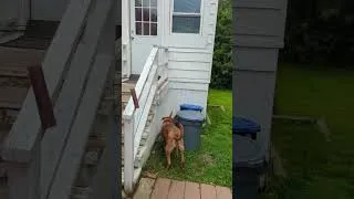 Thumbnail: Desi, The Brave