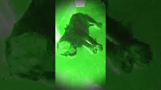 Thumbnail: Shaun Dooley’s SAS Who Dares Wins voiceover #funny #spaniel