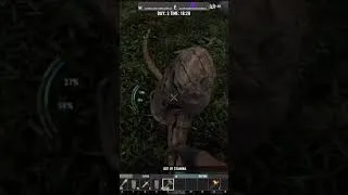 Thumbnail: SNAKE, PIGS, BEAR AND THROW IN A BABY DEER
