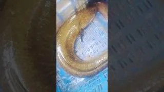 Thumbnail: Big Eel Fish #fish #shorts