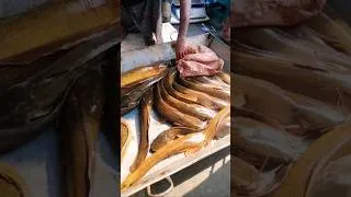 Thumbnail: Catfish #fish #shorts