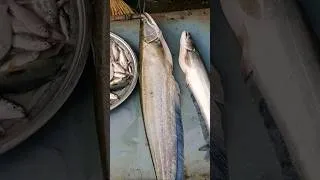 Thumbnail: Boyal Fish #shorts